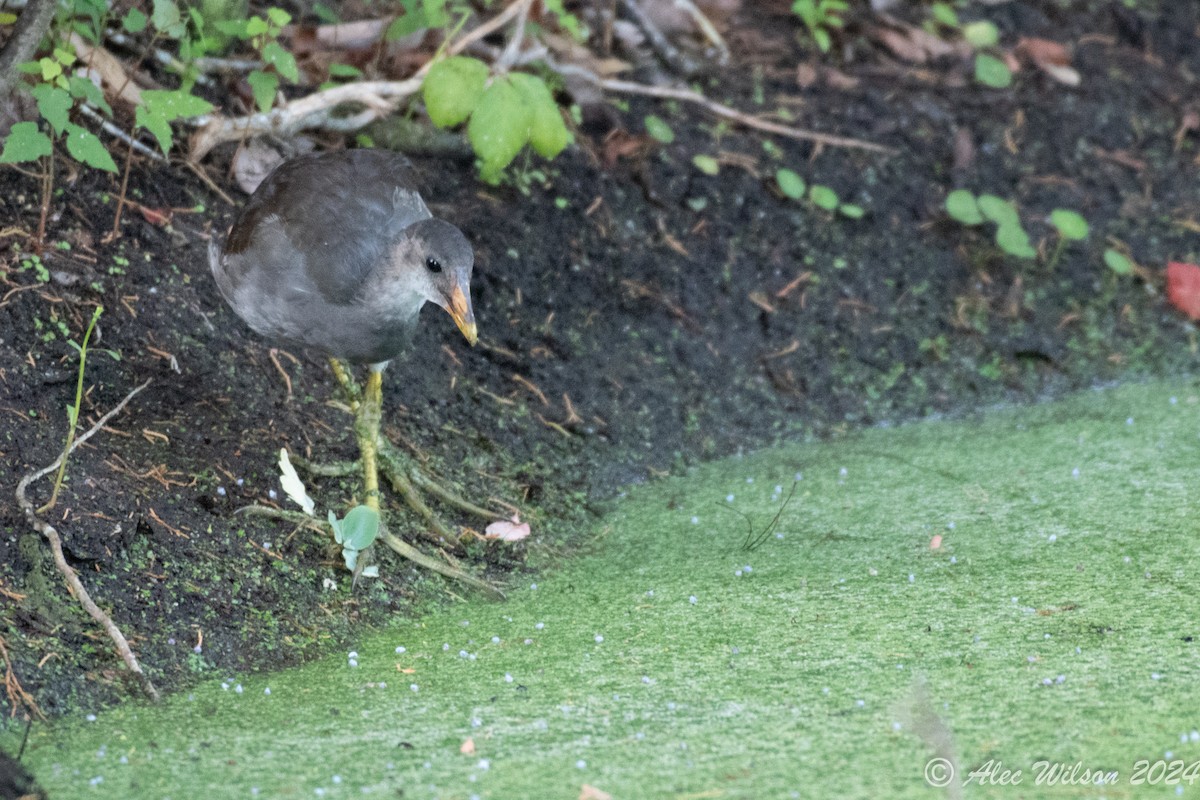 Gallinule d'Amérique - ML620610438