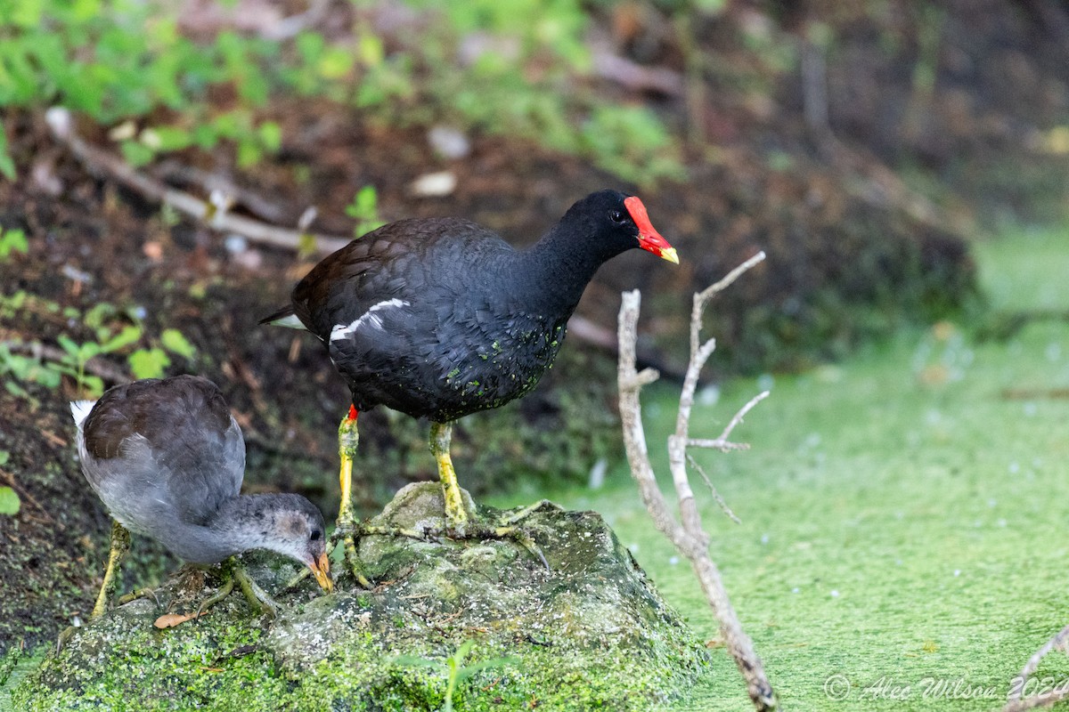 Gallinule d'Amérique - ML620610440