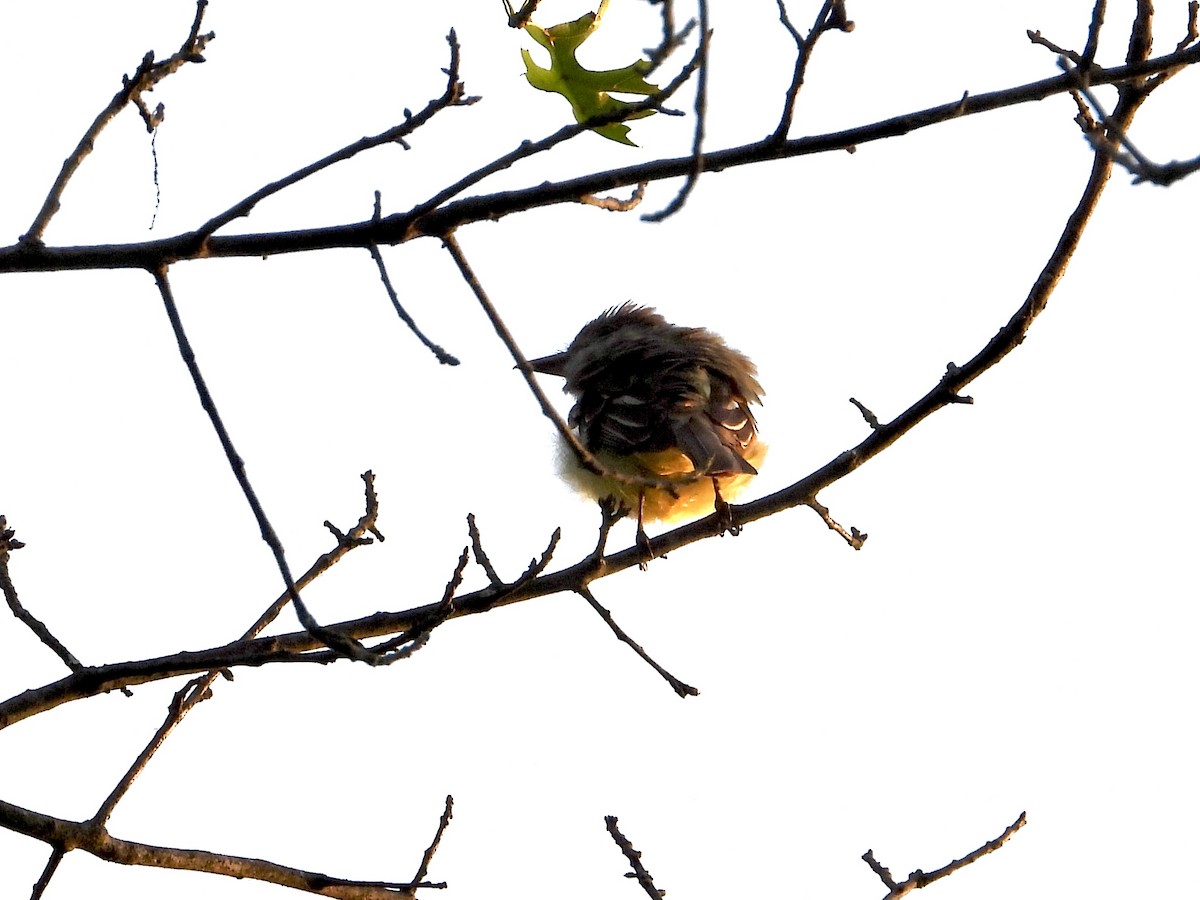 Great Crested Flycatcher - ML620610441