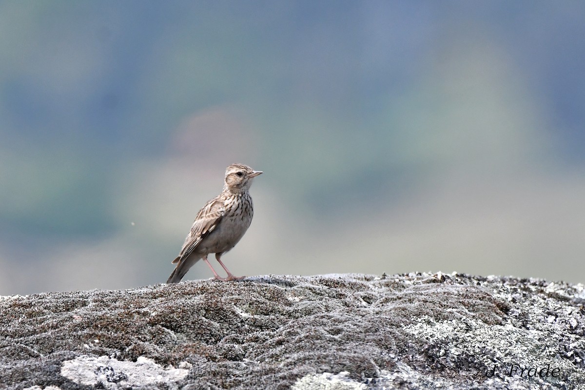 Wood Lark - ML620610442