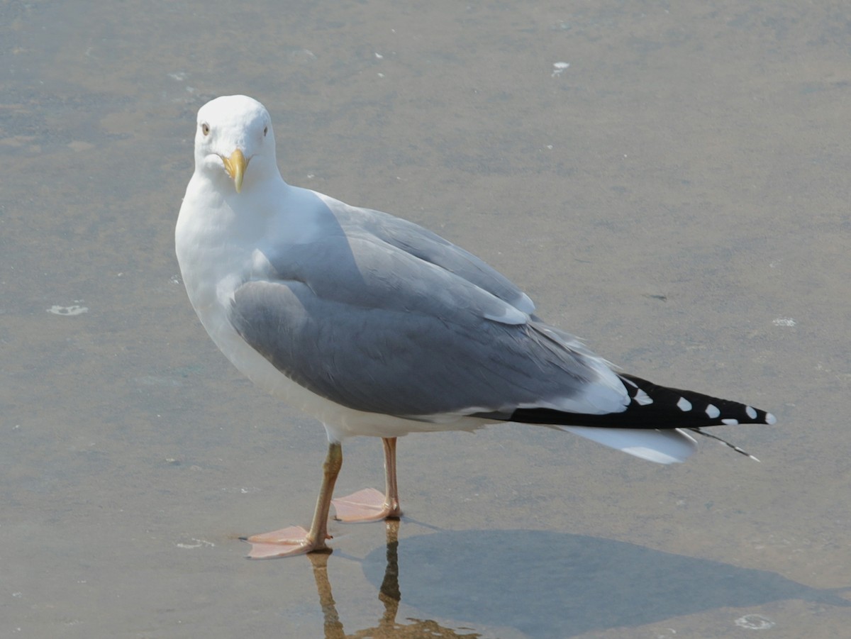 Gaviota Argéntea - ML620610443