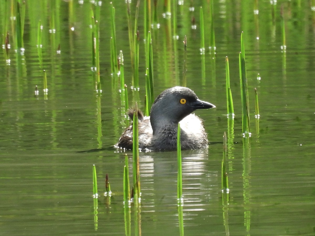 Least Grebe - ML620610445