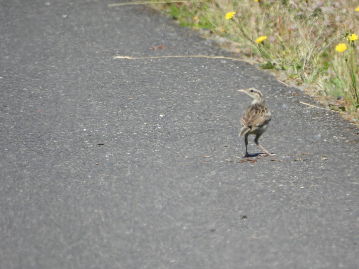 Western Meadowlark - ML620610451