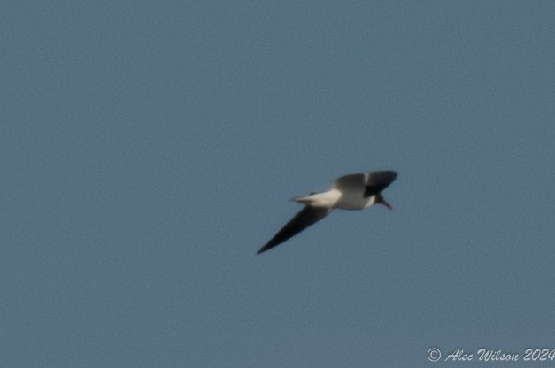 Laughing Gull - ML620610458