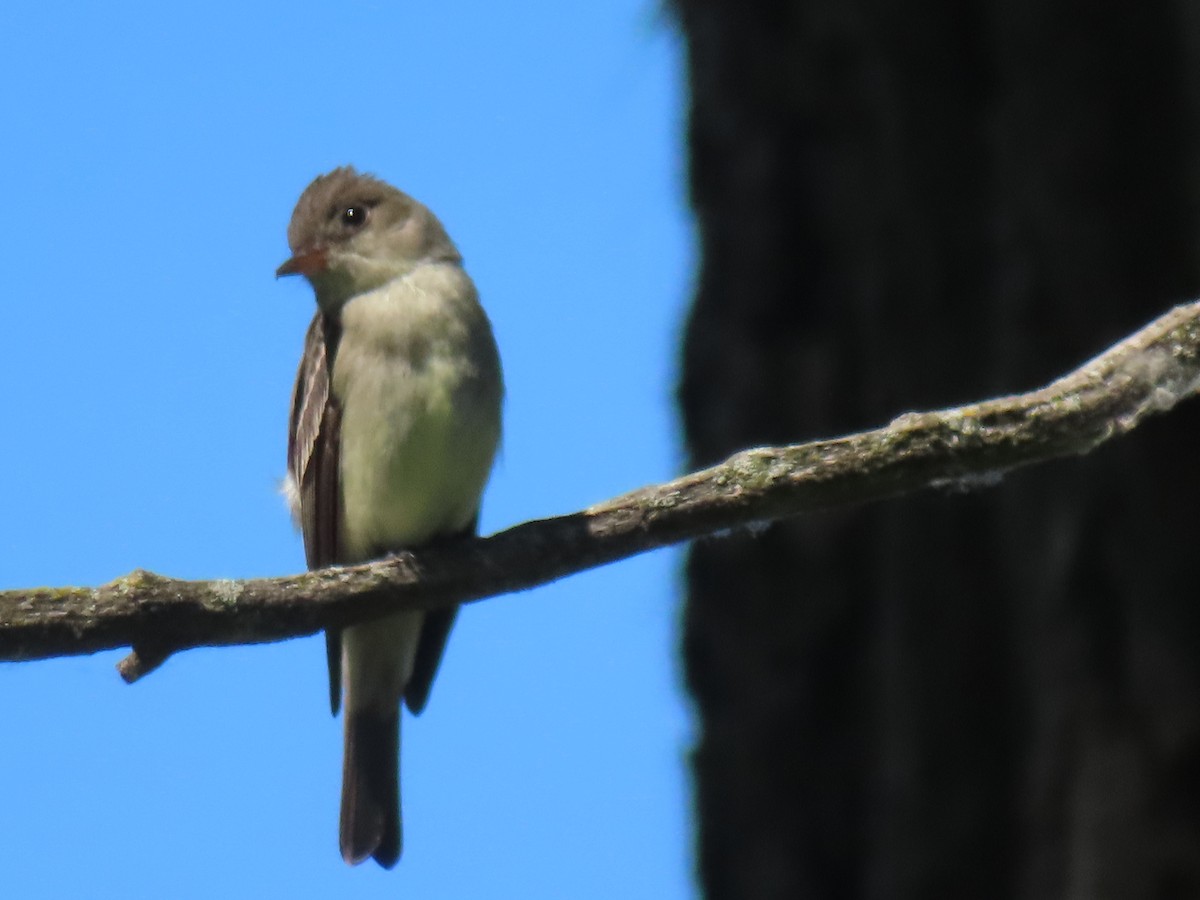 Eastern Wood-Pewee - ML620610459