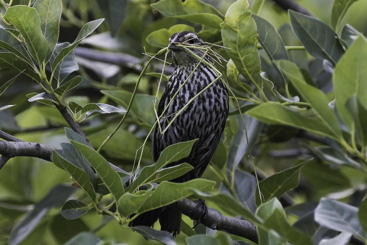 Red-winged Blackbird - ML620610460