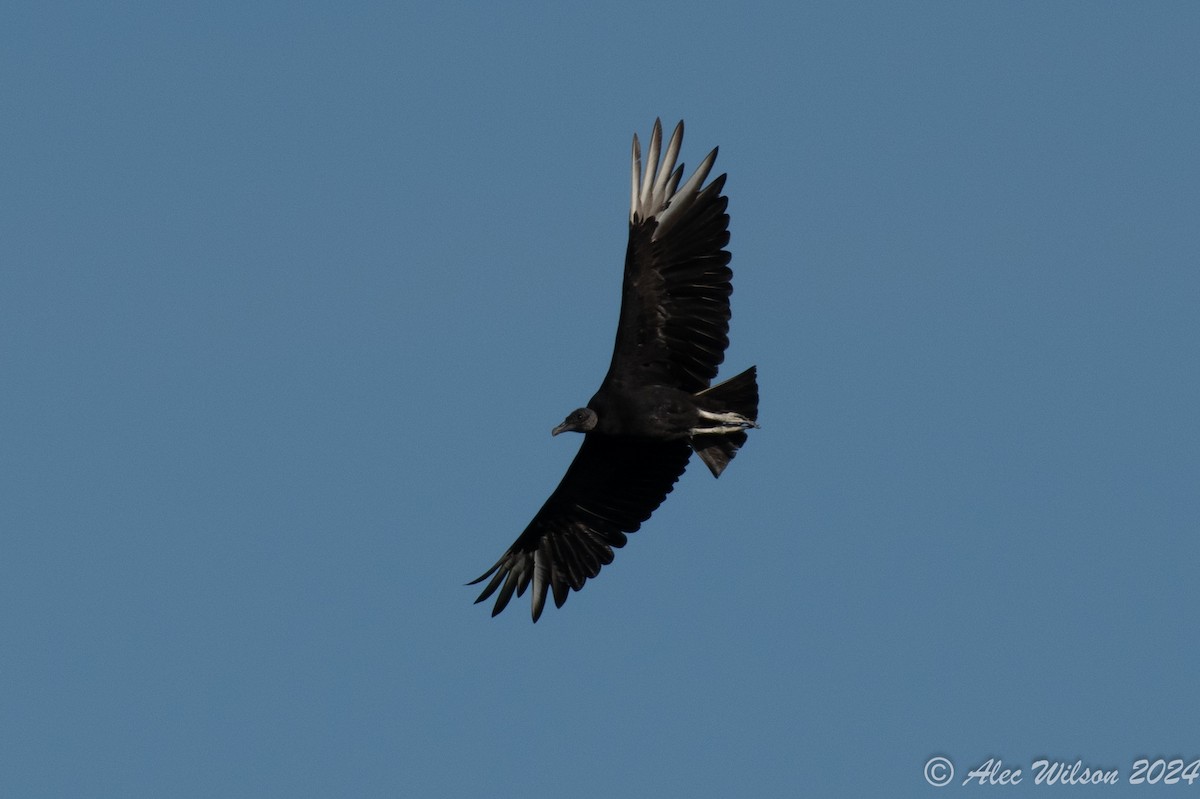 Black Vulture - ML620610464