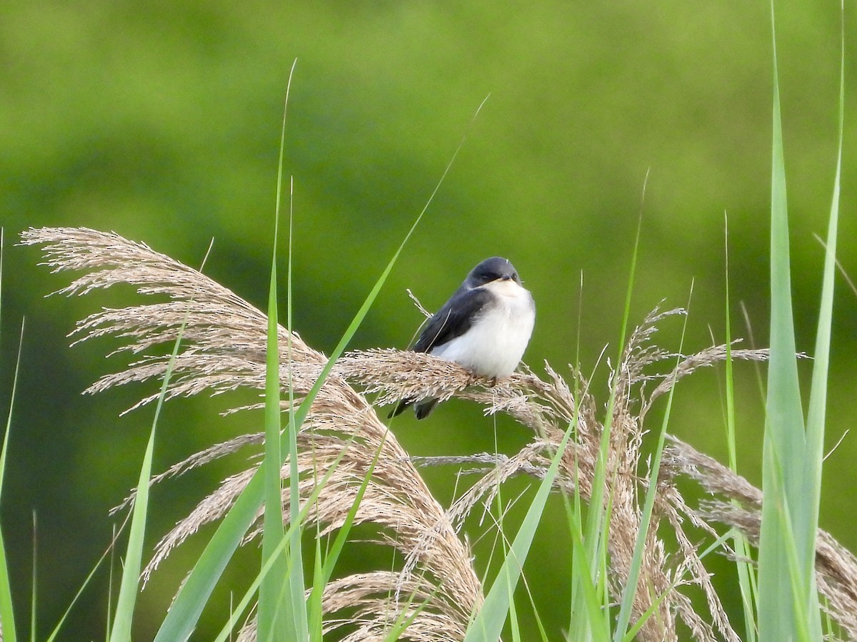 Tree Swallow - ML620610465