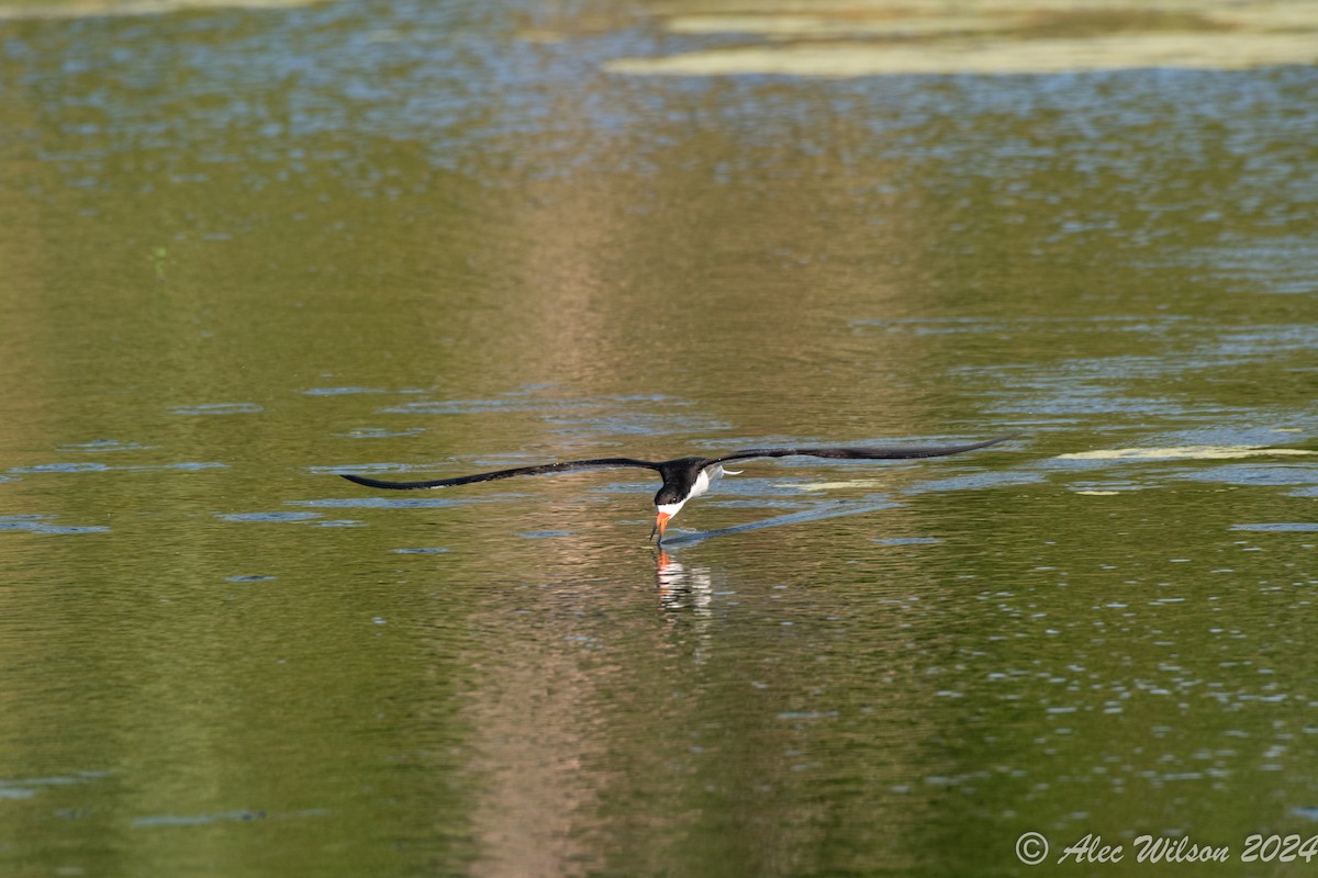 Чёрный водорез - ML620610466