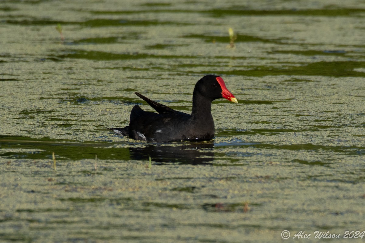 Gallinule d'Amérique - ML620610468