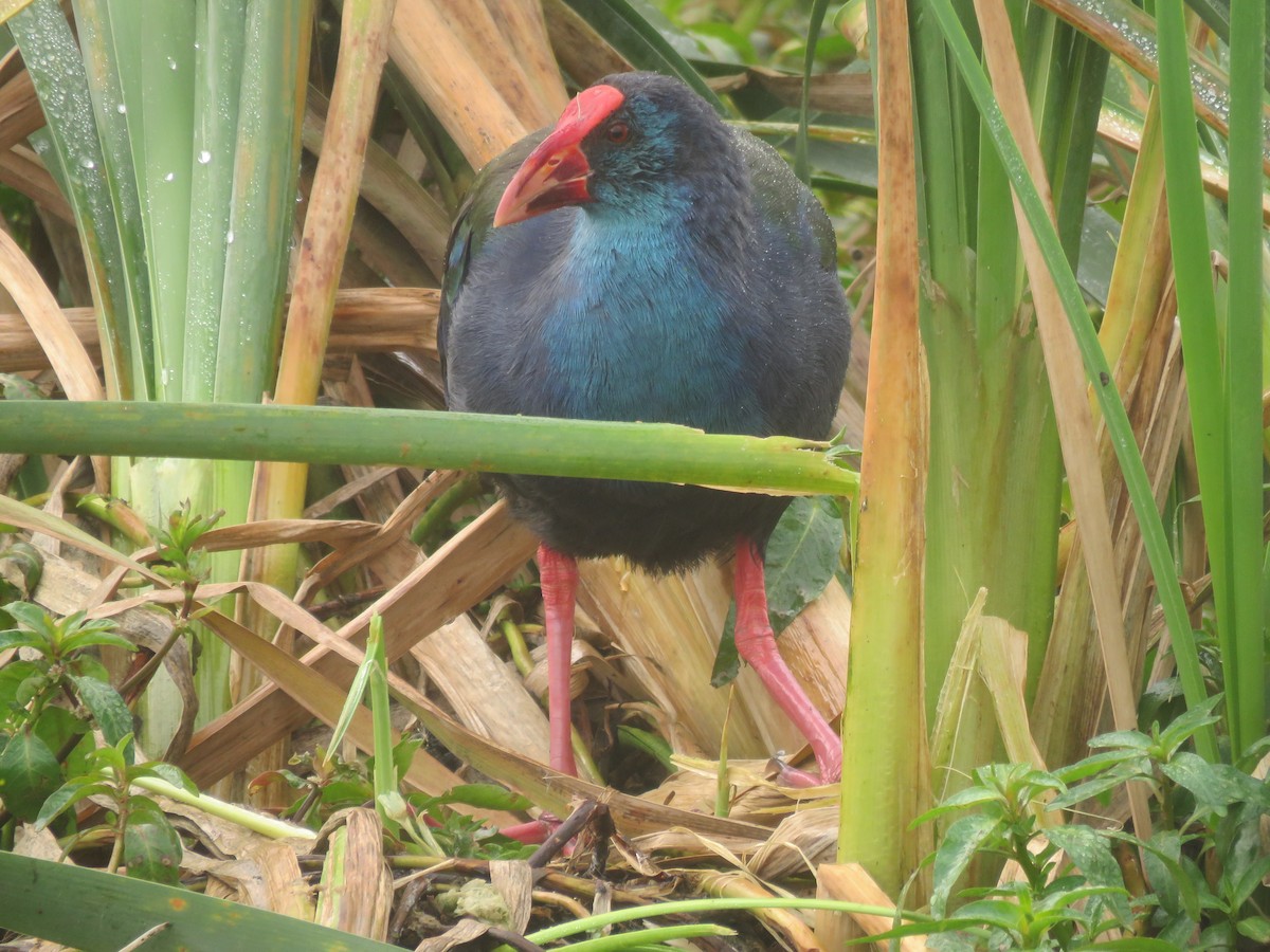 African Swamphen - ML620610469