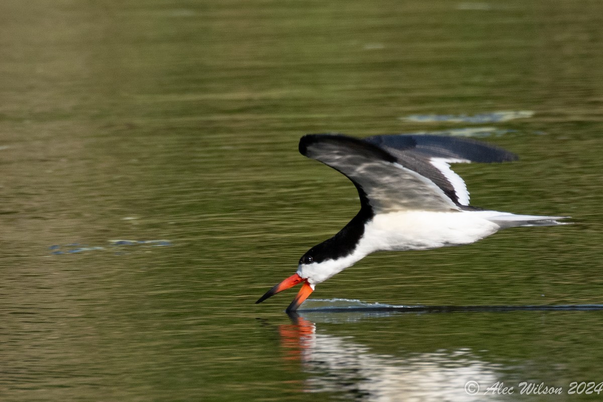 Black Skimmer - ML620610471