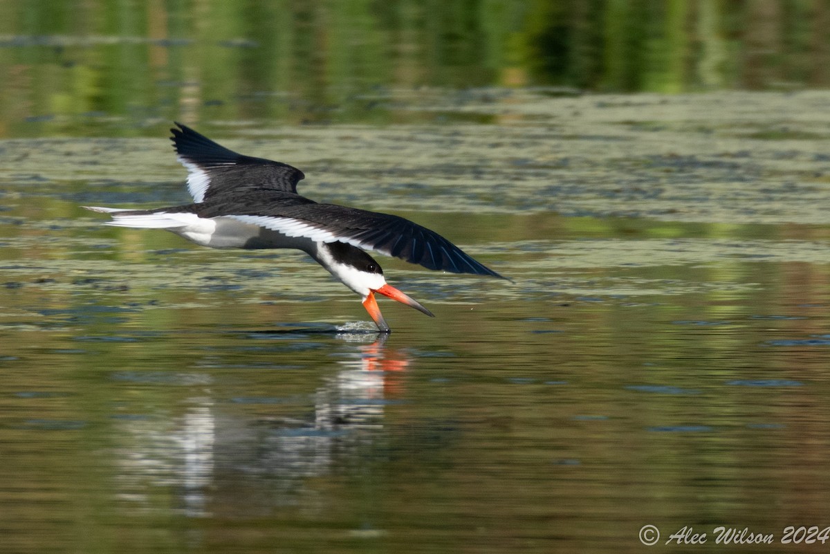 Водоріз американський - ML620610472