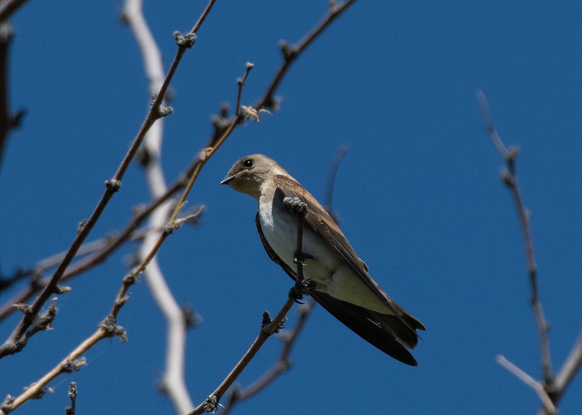Northern Rough-winged Swallow - ML620610475
