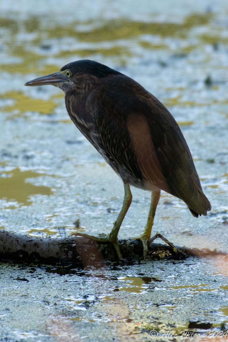 Green Heron - Alec Wilson