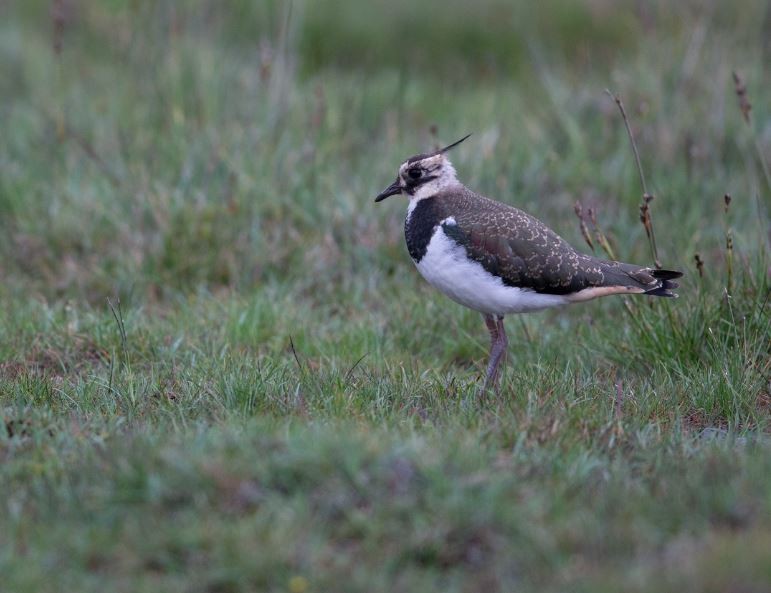 Northern Lapwing - ML620610478