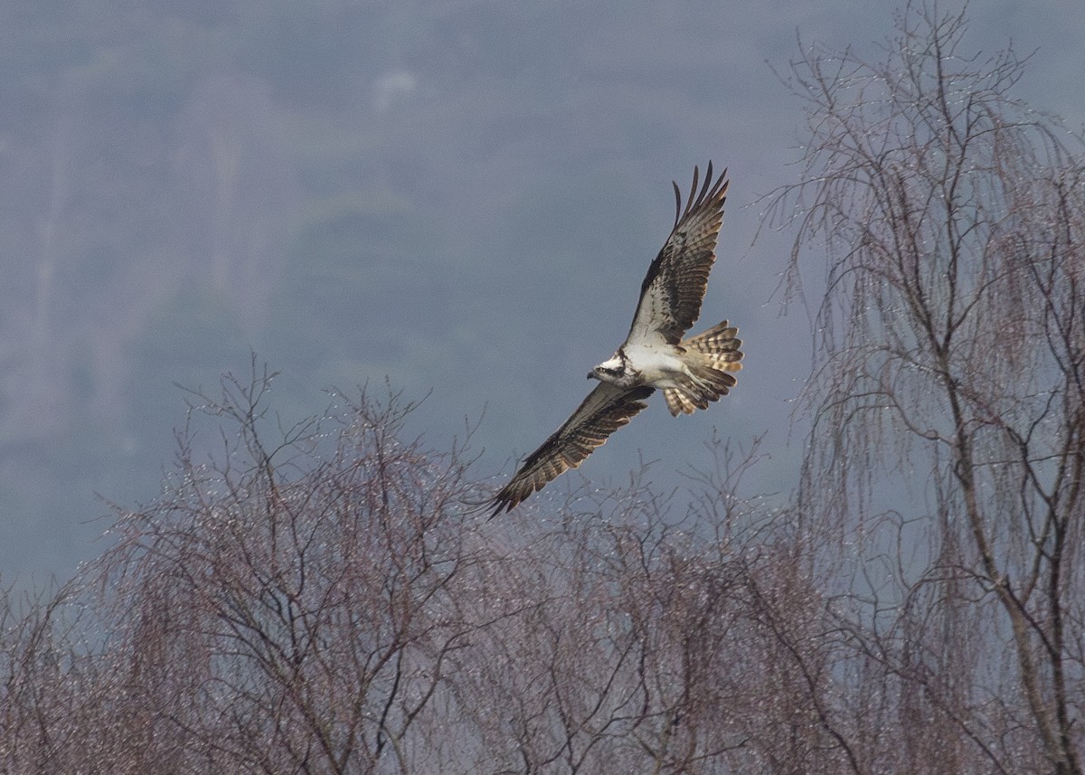 Arrano arrantzalea (haliaetus) - ML620610480