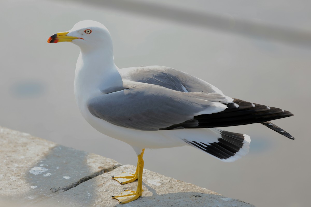 Black-tailed Gull - ML620610486