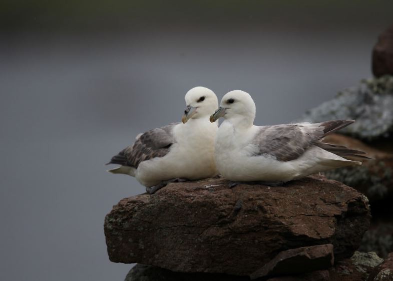 Northern Fulmar - ML620610488