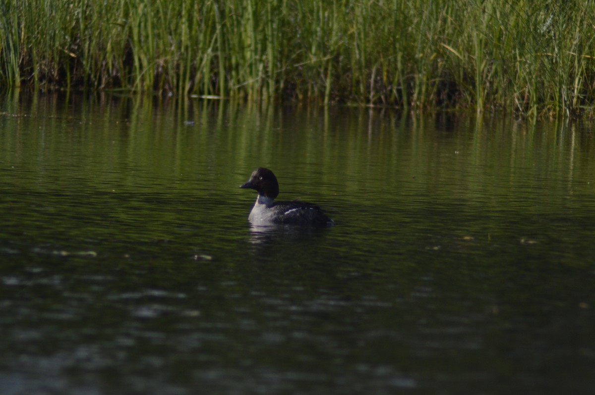 Common Goldeneye - ML620610489