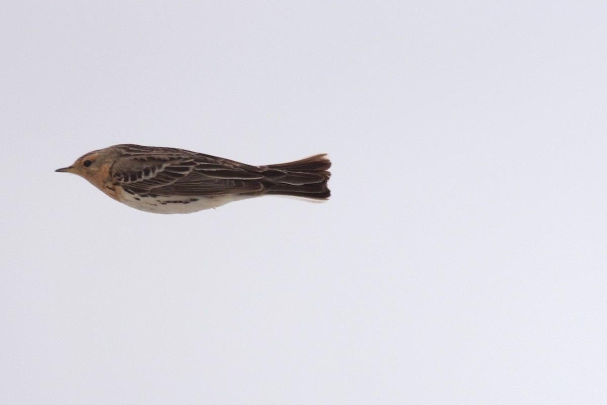 Red-throated Pipit - ML620610490