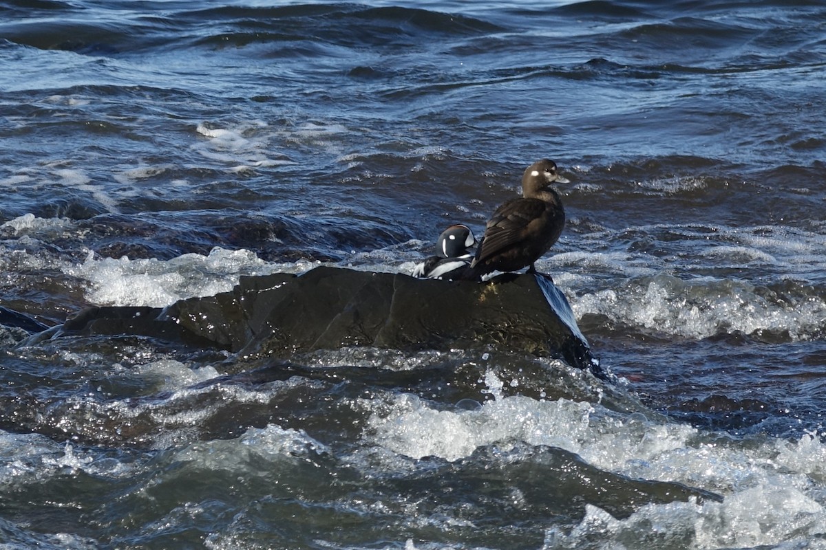 Harlequin Duck - ML620610492