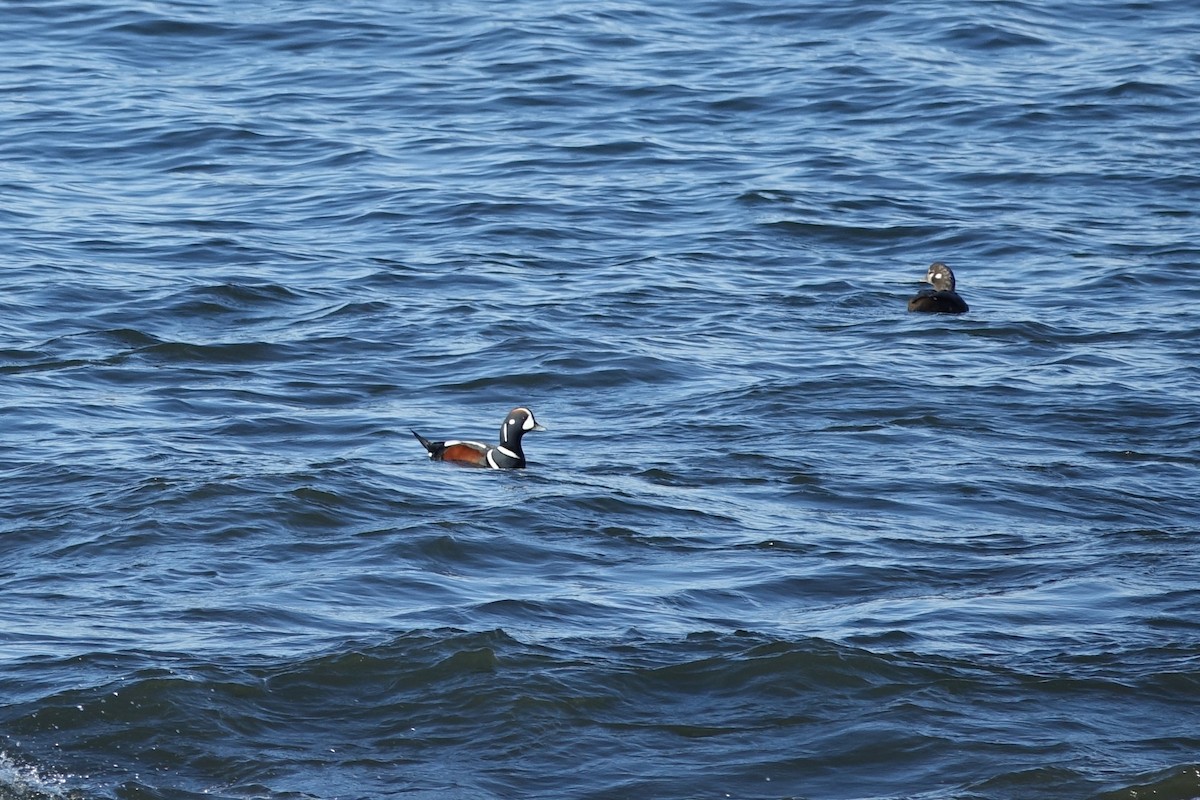 Harlequin Duck - ML620610493