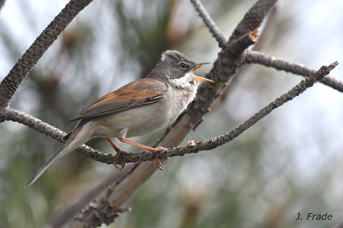 Greater Whitethroat - ML620610499