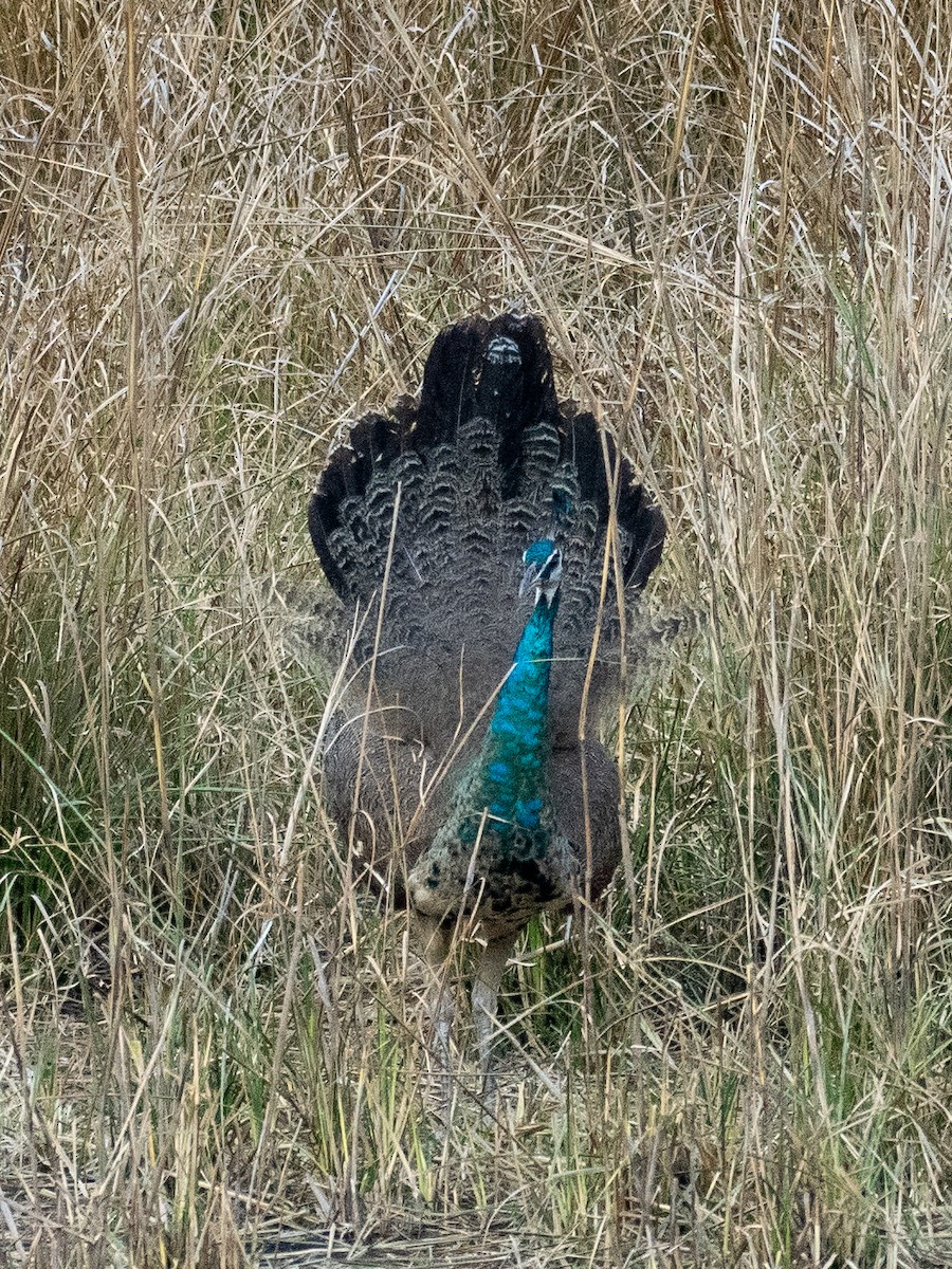 Indian Peafowl - ML620610500