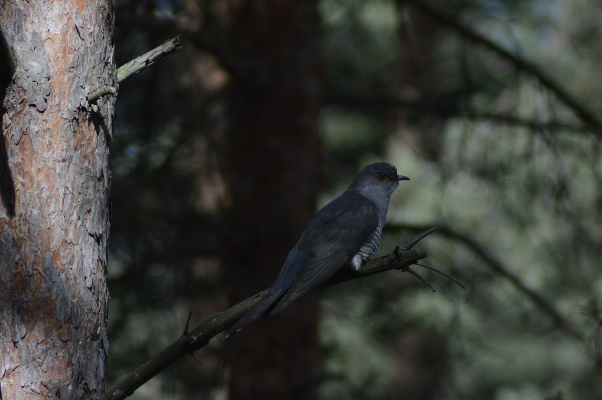 Common Cuckoo - ML620610501