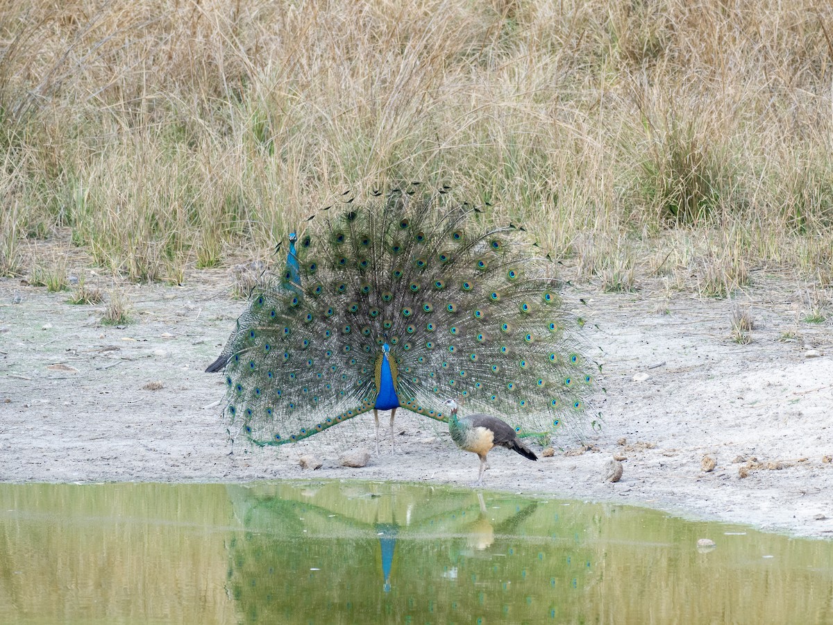 Indian Peafowl - ML620610502