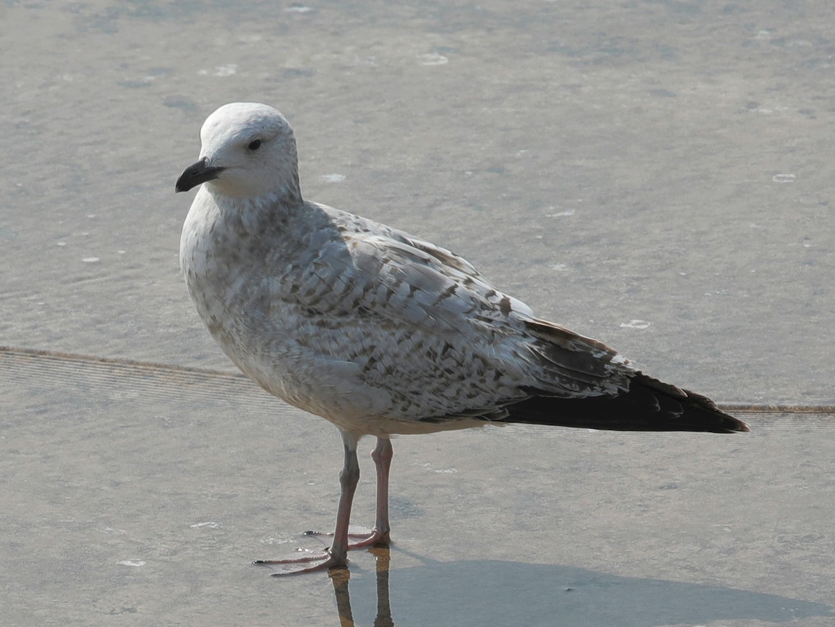 Gaviota Argéntea - ML620610505