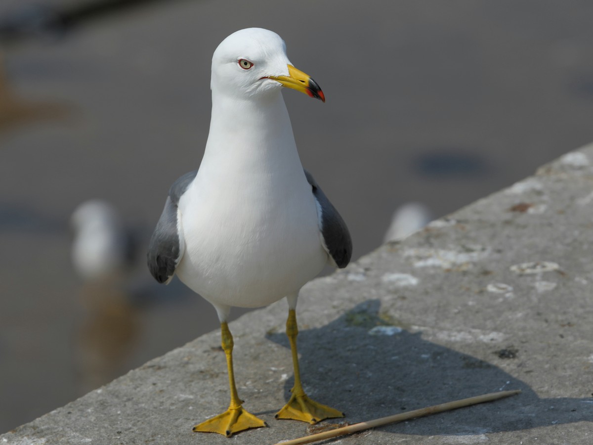 Black-tailed Gull - ML620610506