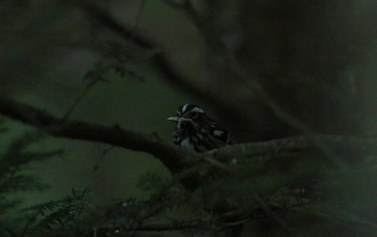 Black-and-white Warbler - Joe Gyekis