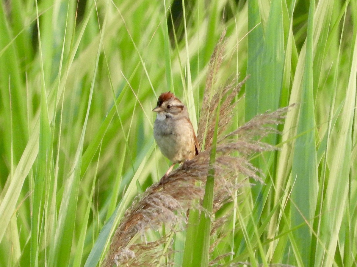 Swamp Sparrow - ML620610508