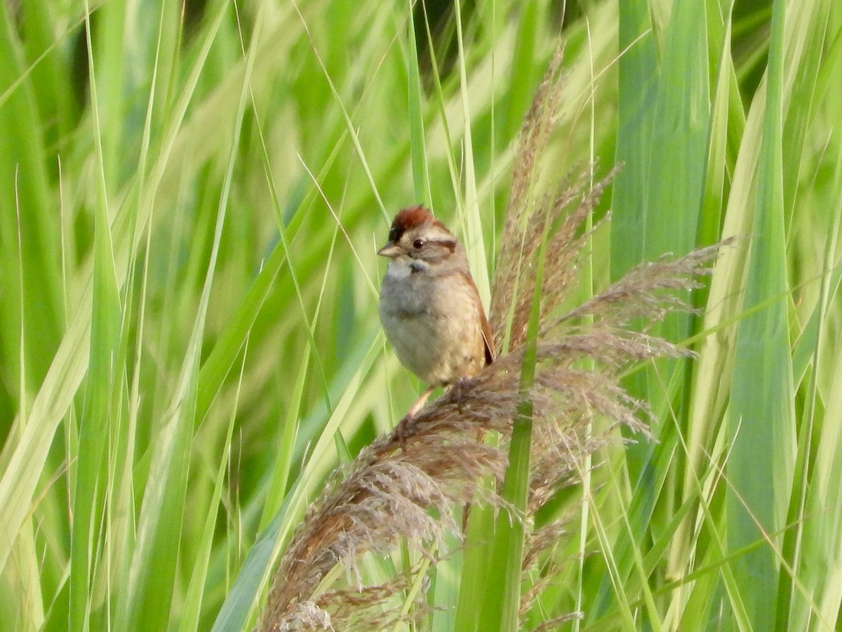 Swamp Sparrow - ML620610509