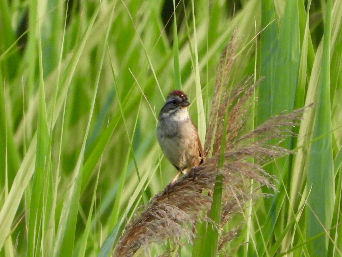 Swamp Sparrow - ML620610510