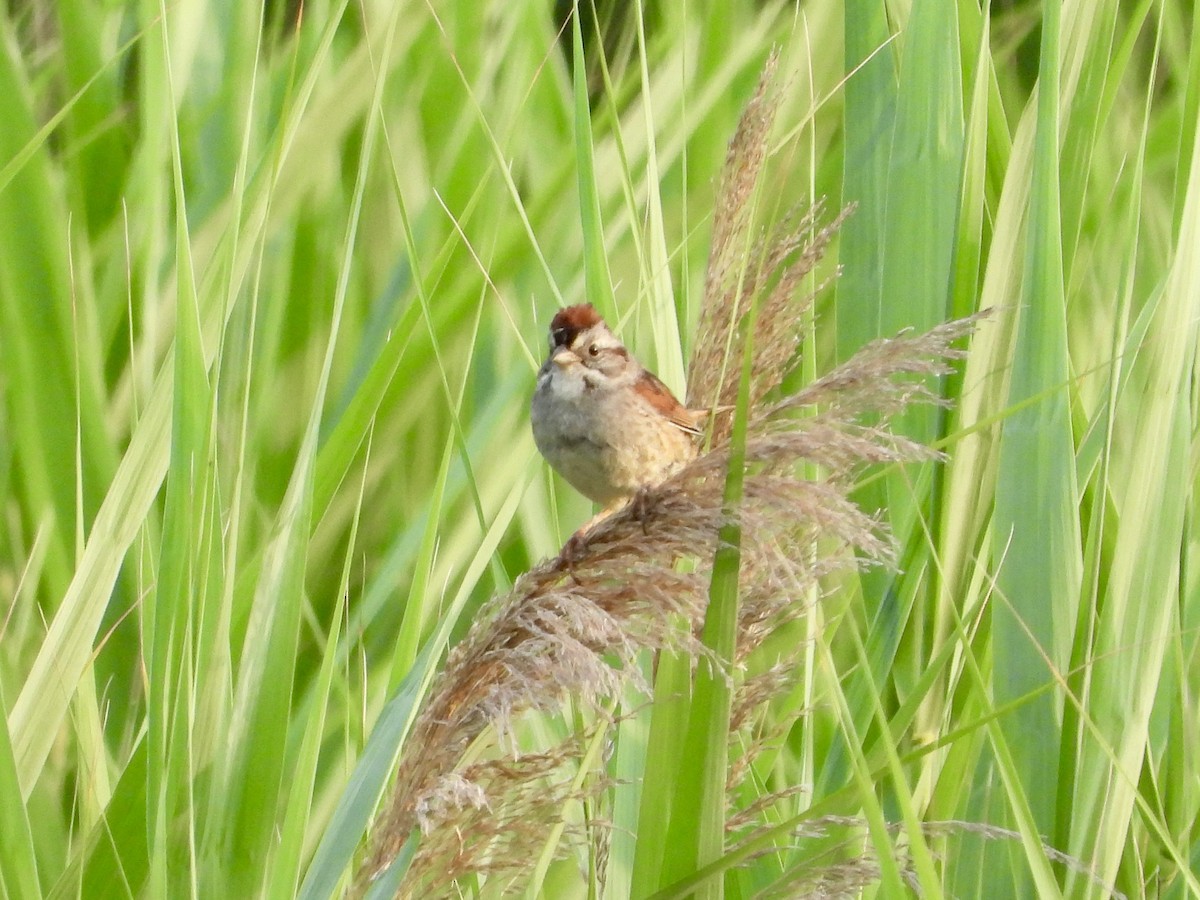 Swamp Sparrow - ML620610511