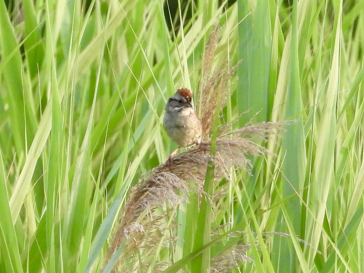 Swamp Sparrow - ML620610512