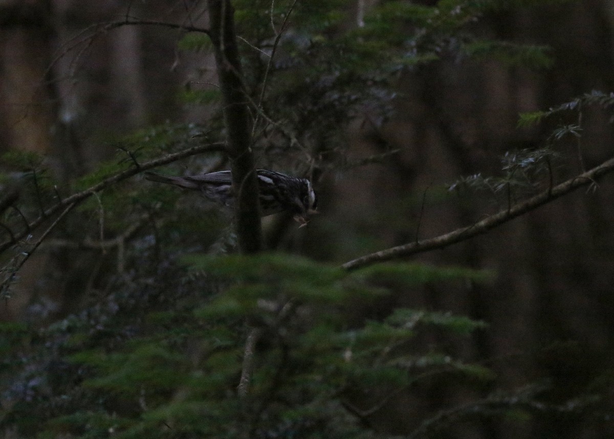 Black-and-white Warbler - ML620610513