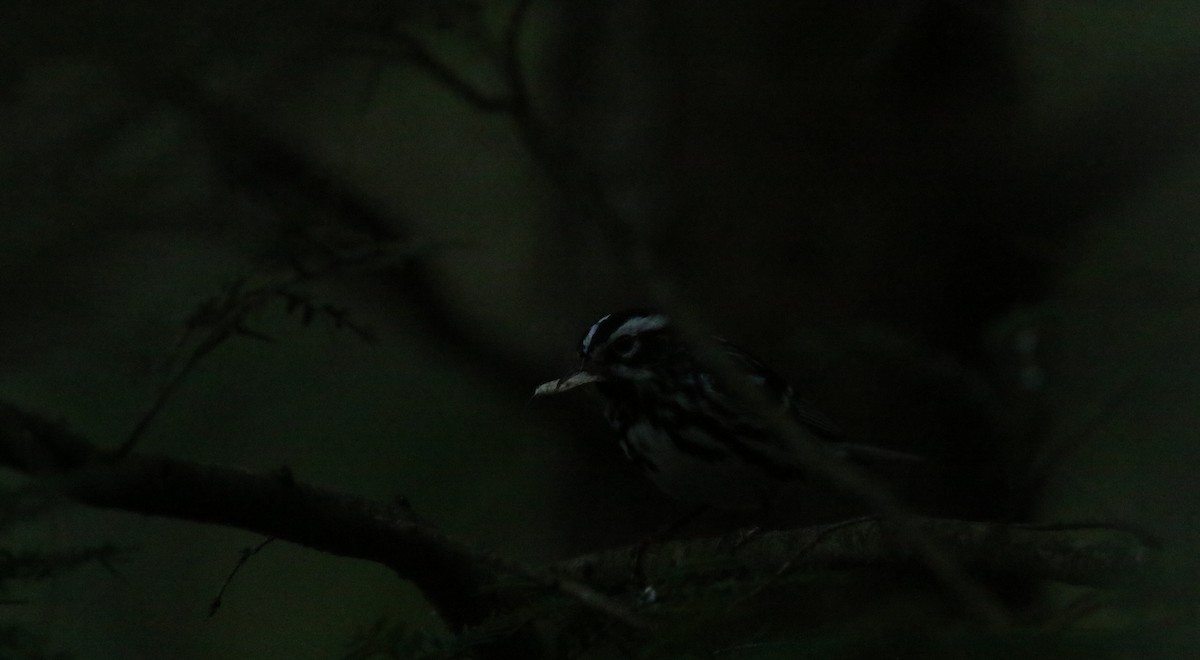 Black-and-white Warbler - ML620610514