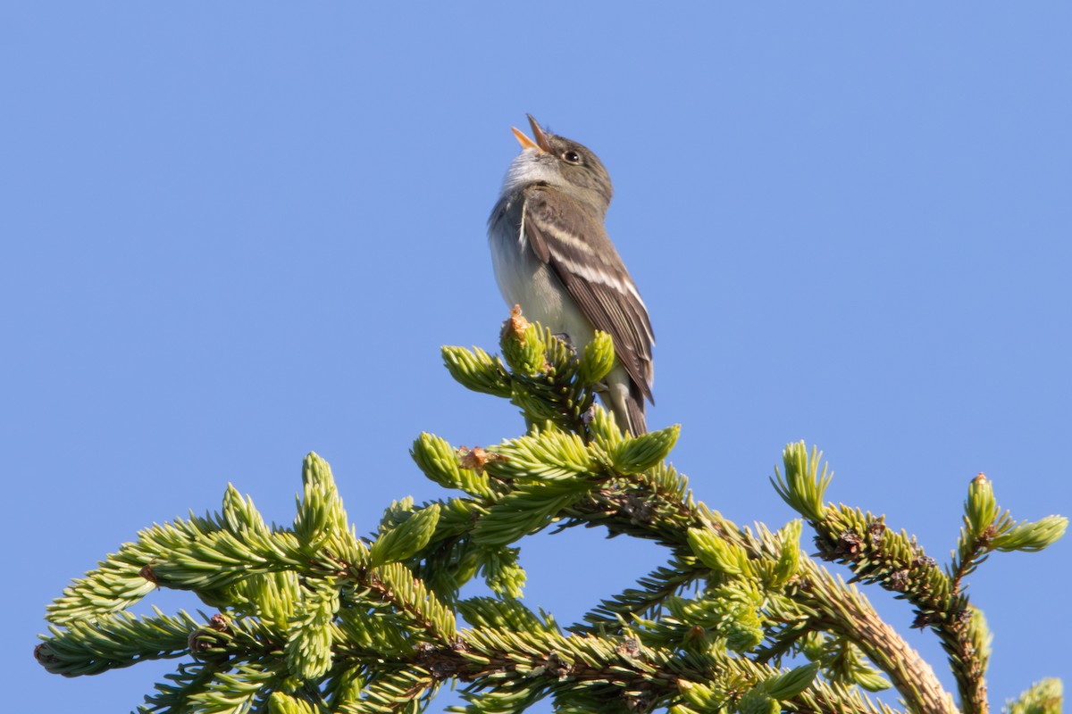 Alder Flycatcher - ML620610515