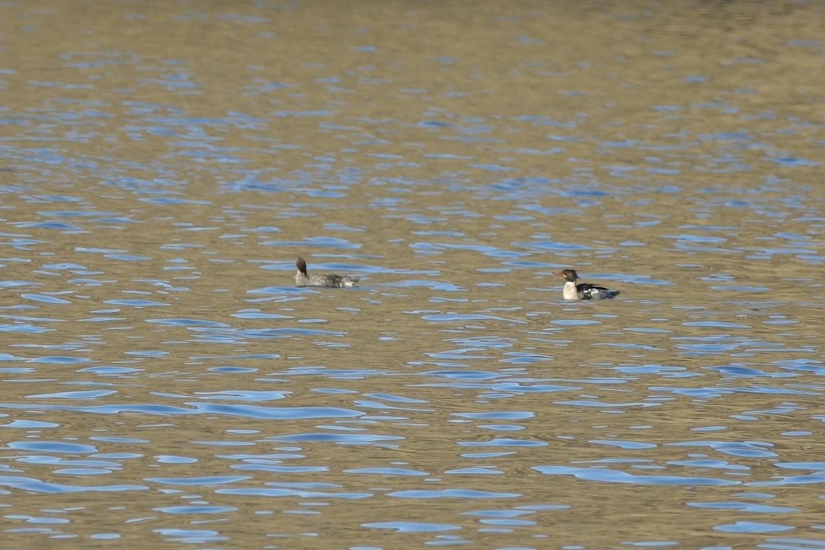 Red-breasted Merganser - ML620610517