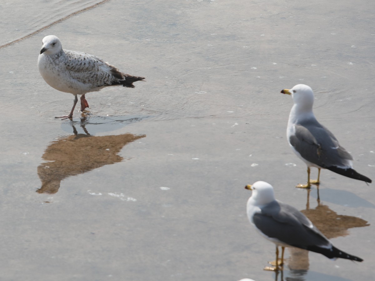 Gaviota Argéntea - ML620610518