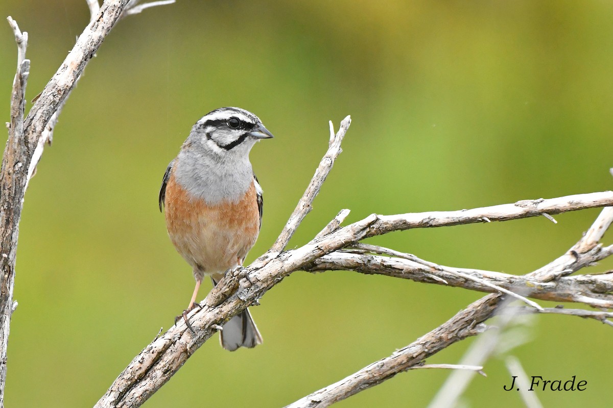 Rock Bunting - ML620610519