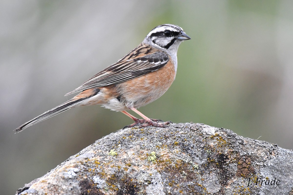 Rock Bunting - José Frade