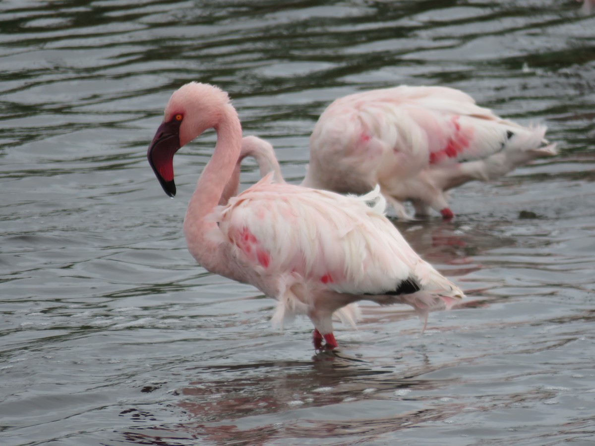 Lesser Flamingo - ML620610521