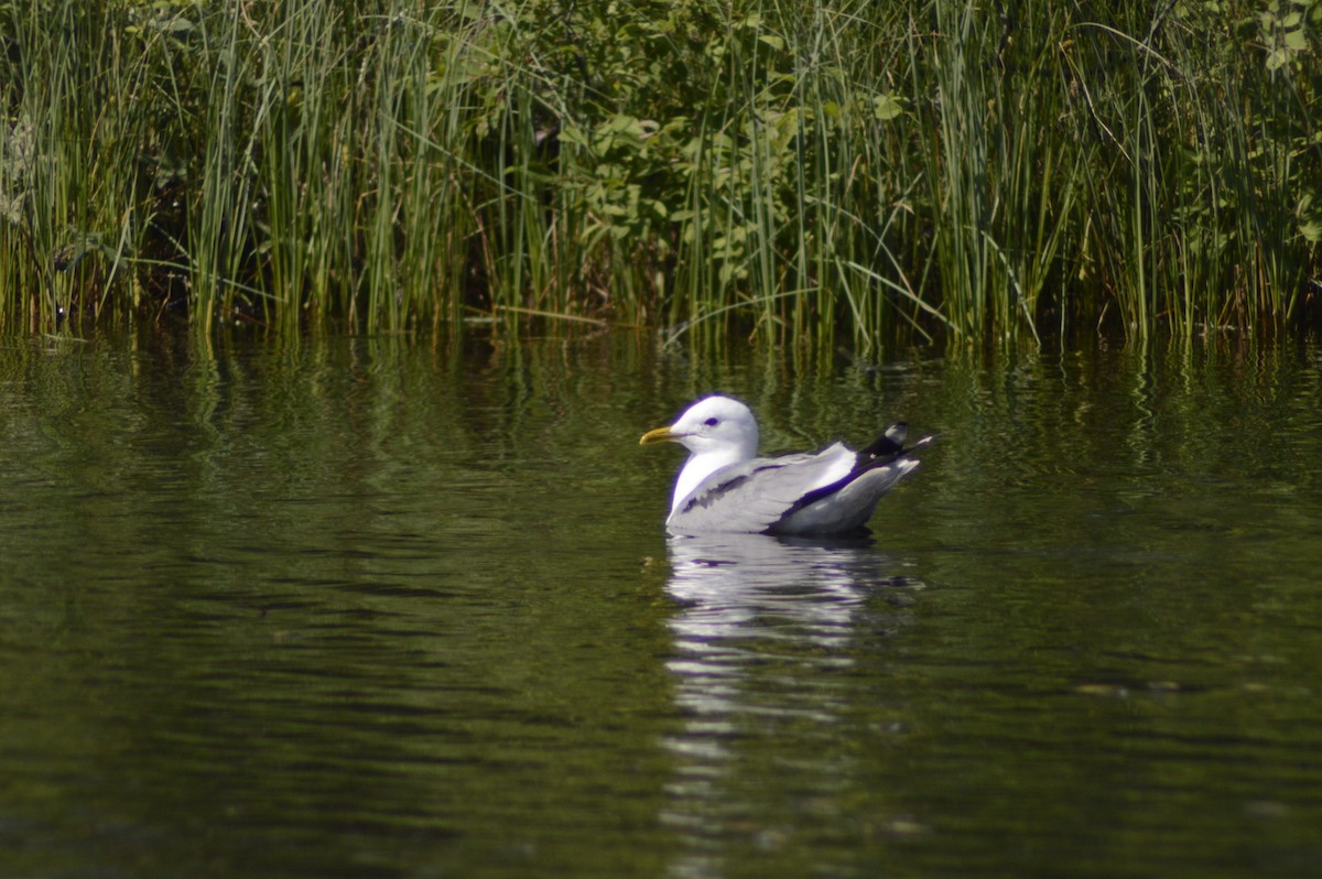 Common Gull - ML620610522