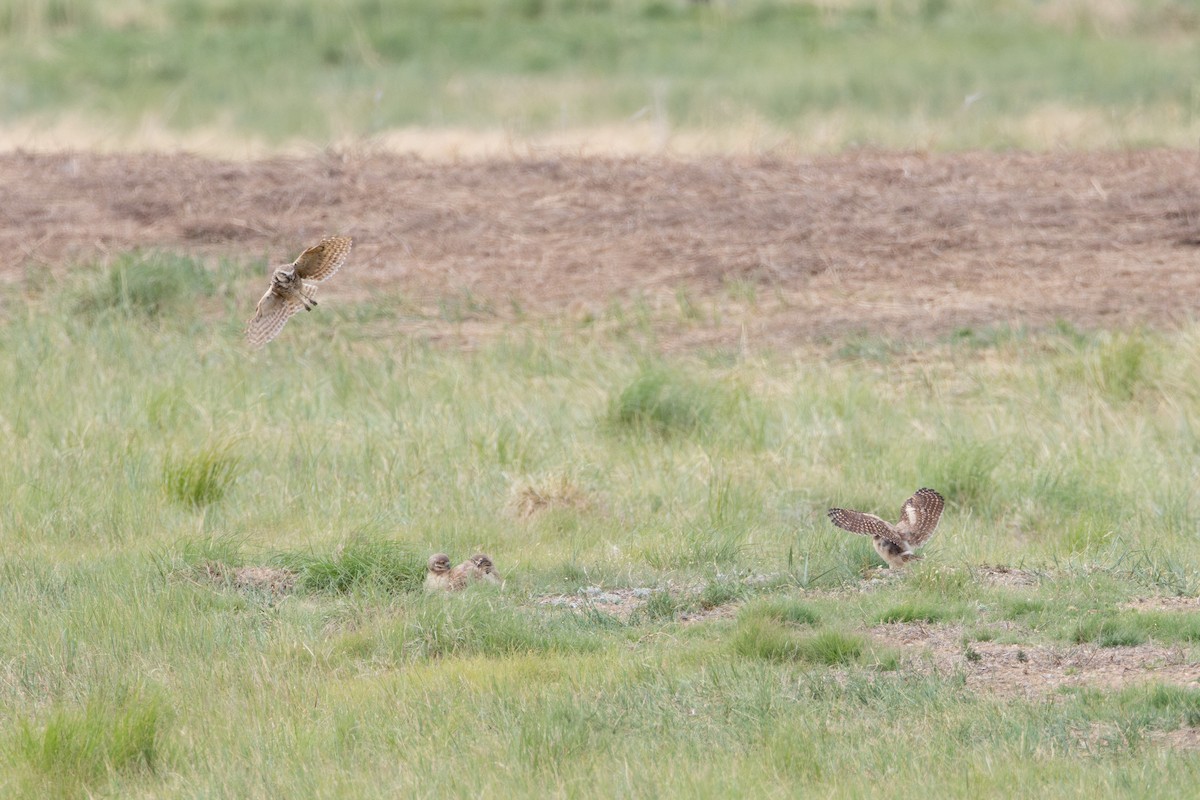 Burrowing Owl - ML620610523