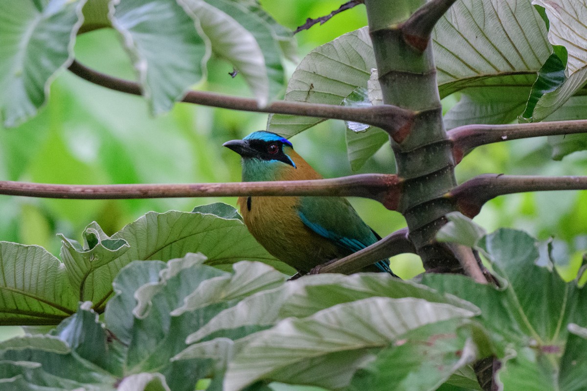 Turquoise-browed Motmot - ML620610525